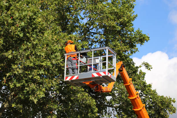 Best Arborist Consultation Services  in Shiremanstown, PA